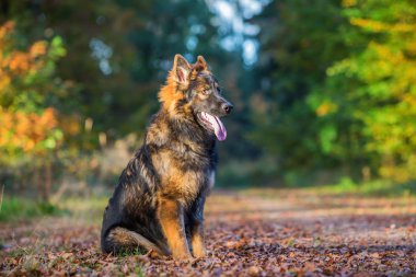 ormanda oturan genç köpek