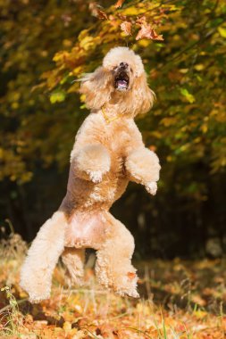 Kraliyet fino köpeği atlar yaprakları için