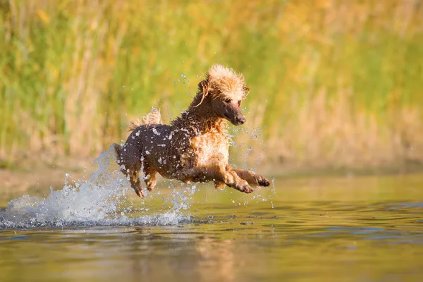 Koninklijke poedel springen in het water — Stockfoto