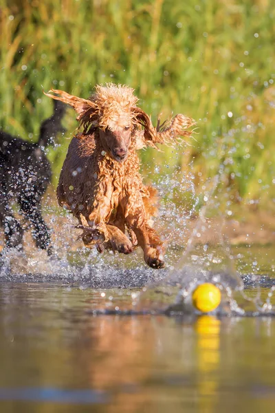 royal poodle jumping in the water