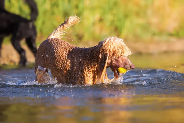 Королевский пудель в воде — стоковое фото