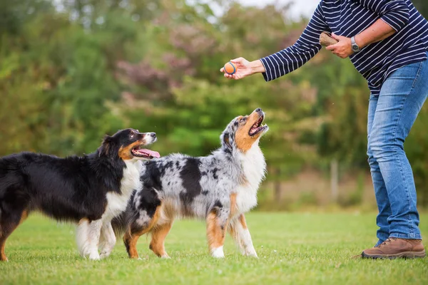 Mulher treina com dois cães — Fotografia de Stock