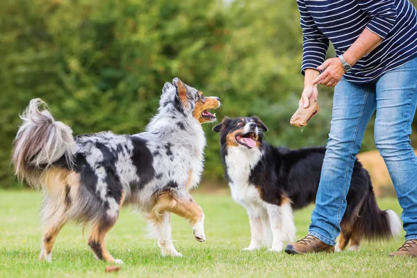 Mulher treina com dois cães — Fotografia de Stock