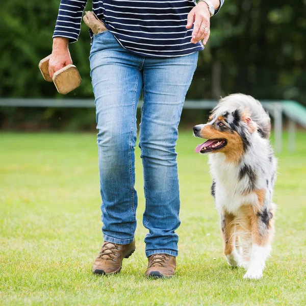 Frau trainiert mit australischem Schäferhund — Stockfoto