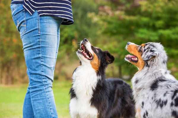 Femme s'entraîne avec deux chiens — Photo