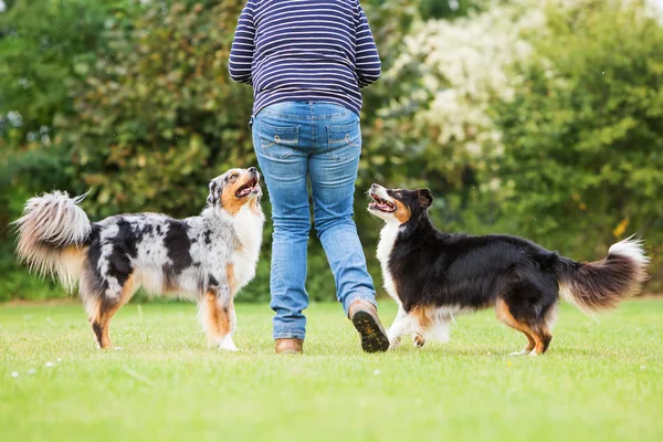 Mujer entrena con dos perros — Foto de Stock