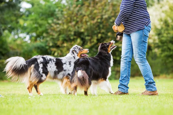 Mulher treina com dois cães — Fotografia de Stock