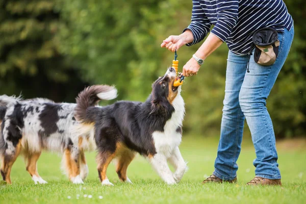 Mujer entrena con dos perros — Foto de Stock