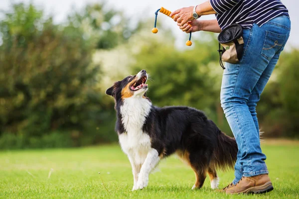 Frau trainiert mit australischem Schäferhund — Stockfoto