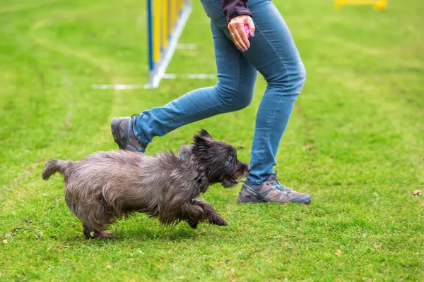 Geschicklichkeitstraining mit einem Terrier — Stockfoto