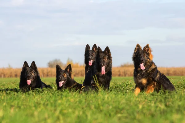 Pack of Old German Shepherd Dogs — Stock Photo, Image