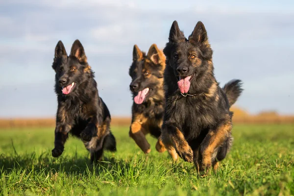 Paquete de perros pastor alemán viejo —  Fotos de Stock