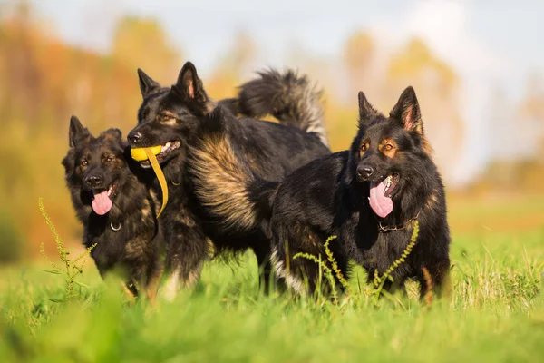 Confezione di vecchi cani pastore tedesco — Foto Stock