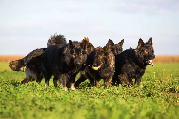 Paquete de perros pastor alemán viejo — Foto de Stock