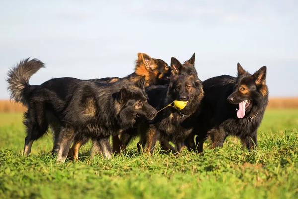 Confezione di vecchi cani pastore tedesco — Foto Stock