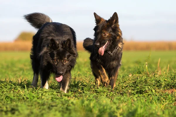 Dois velhos cães pastores alemães no prado — Fotografia de Stock