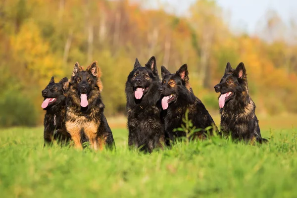 Pacote de cães pastor alemão velho — Fotografia de Stock