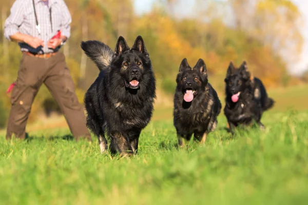 Pacchetto di vecchi cani pastore tedesco in esecuzione — Foto Stock