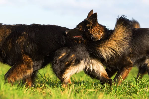 Pacote de cães pastor alemão velho — Fotografia de Stock