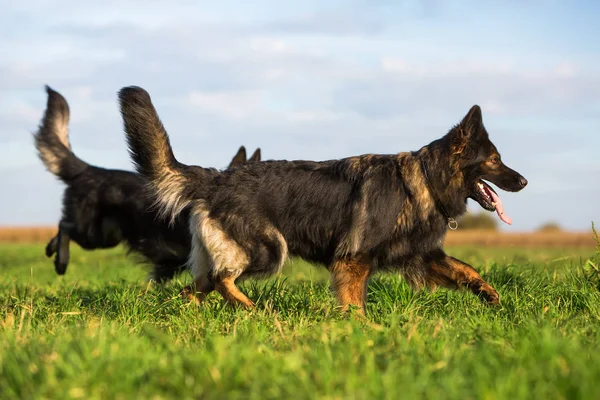 Dos viejos perros pastores alemanes en el prado —  Fotos de Stock