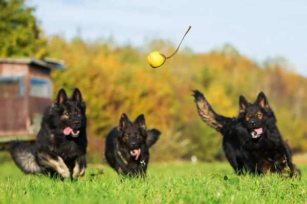 Três cães correndo por uma bola — Fotografia de Stock