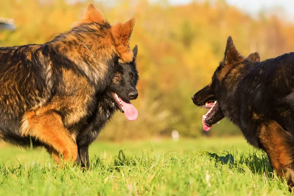 Comunicazione tra tre cani da pastore tedeschi — Foto Stock