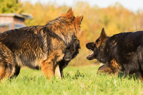 Comunicación entre tres perros pastor alemanes —  Fotos de Stock