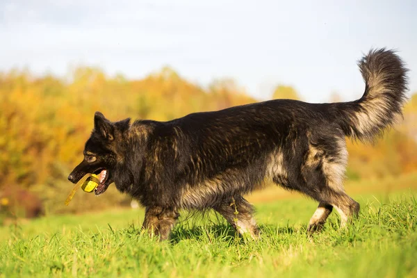 Porträtt av en schäfer — Stockfoto