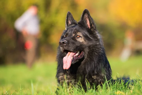 Porträtt av en schäfer — Stockfoto