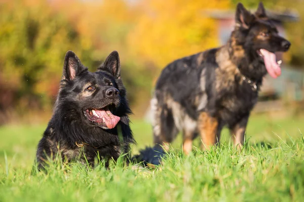 Dos perros pastores alemanes en el prado —  Fotos de Stock