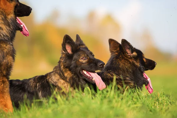 Perros acostados en un prado —  Fotos de Stock