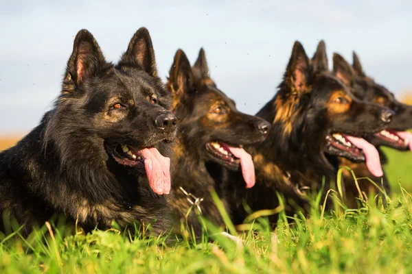 Paquete de perros sentados en una fila —  Fotos de Stock