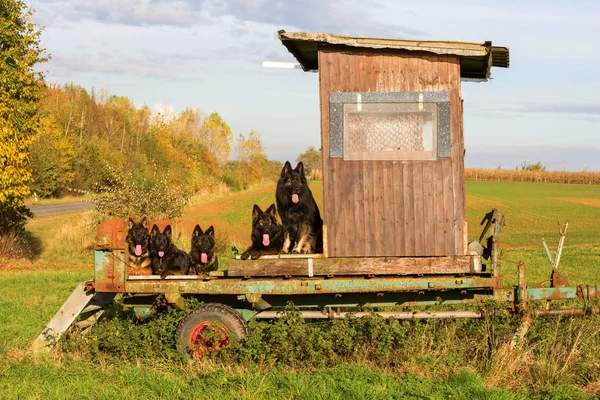 Pacote de cães sentados em um deerstand — Fotografia de Stock