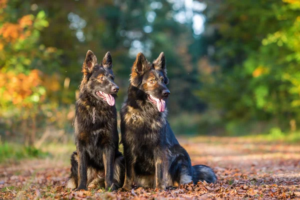 Dos perros sentados juntos en el bosque —  Fotos de Stock