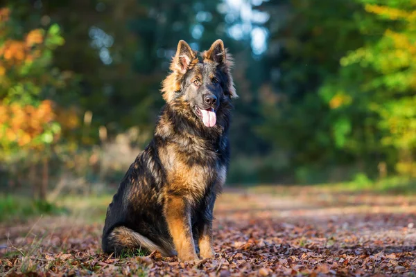 Ung hund sitter i skogen — Stockfoto