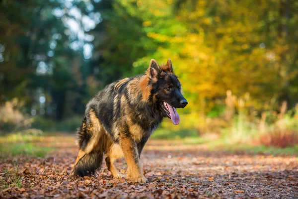 Ung hund promenera i skogen — Stockfoto