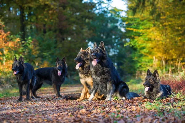 Manada de perros en el bosque otoñal — Foto de Stock