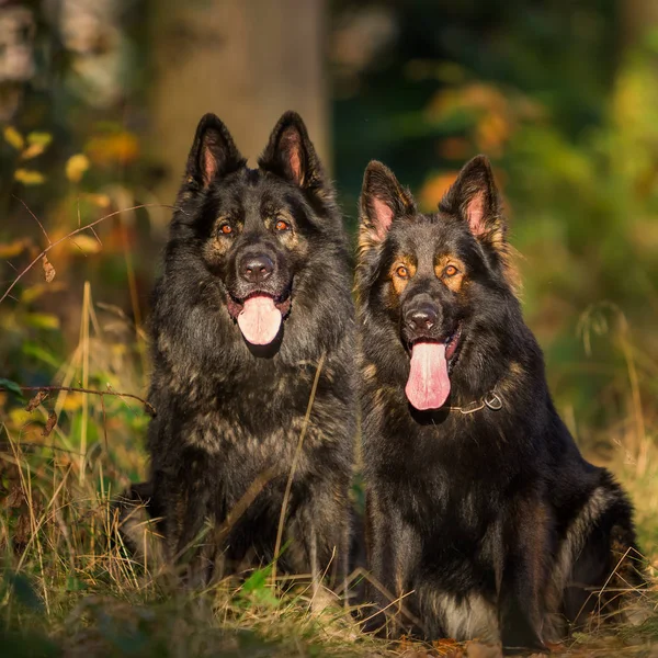 Dos perros sentados juntos en el bosque —  Fotos de Stock