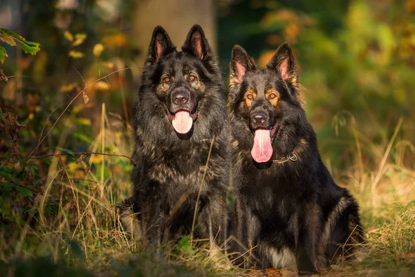 Due cani seduti insieme nella foresta — Foto Stock