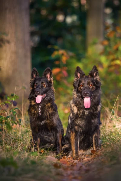 Két kutya együtt ült az erdőben — Stock Fotó
