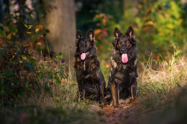 To hunde sidder sammen i skoven - Stock-foto