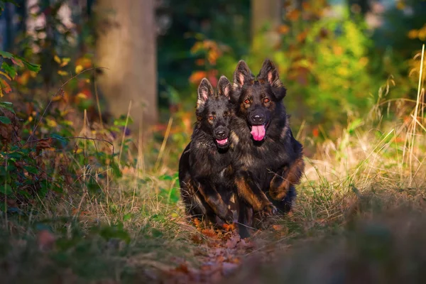 Dos perros corriendo juntos en el bosque —  Fotos de Stock