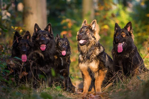 pack of dogs in the autumnal forest