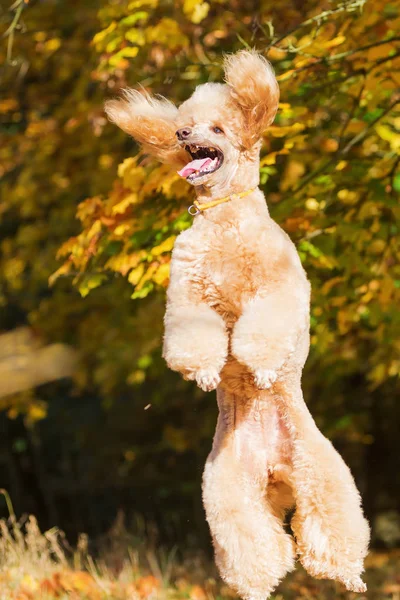 Caniche real salta por las hojas —  Fotos de Stock