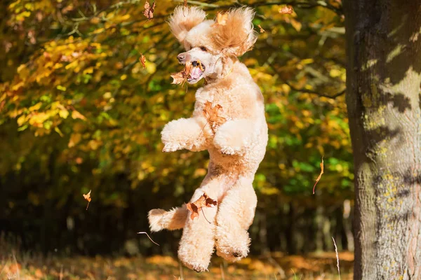 Royal poodle jumps for leaves — Stock Photo, Image