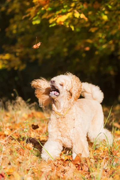 Королевский пудель прыгает за листьями — стоковое фото