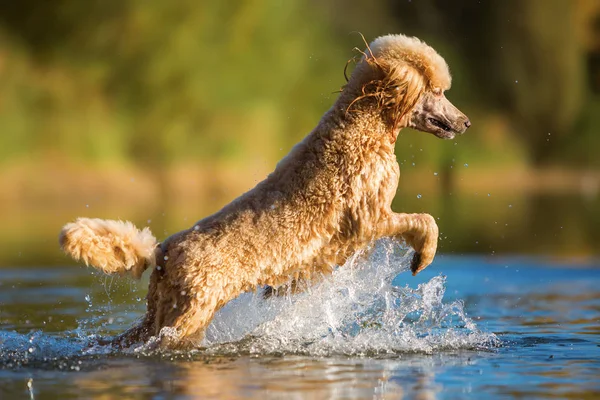 Koninklijke poedel is springen in het water — Stockfoto