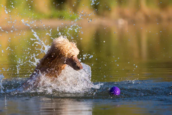 Kraliyet fino köpeği suya atlama — Stok fotoğraf