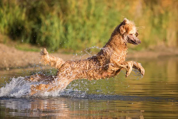 Koninklijke poedel is springen in het water — Stockfoto