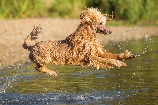 Koninklijke poedel is springen in het water — Stockfoto
